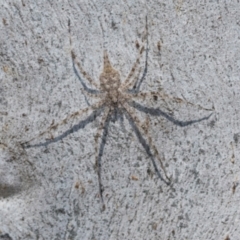 Tamopsis sp. (genus) (Two-tailed spider) at Higgins, ACT - 1 Apr 2024 by AlisonMilton