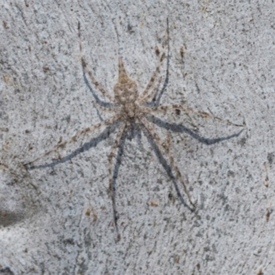 Tamopsis sp. (genus) (Two-tailed spider) at Higgins, ACT - 1 Apr 2024 by AlisonMilton