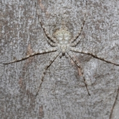 Tamopsis eucalypti (A two-tailed spider) at Higgins Woodland - 1 Apr 2024 by AlisonMilton