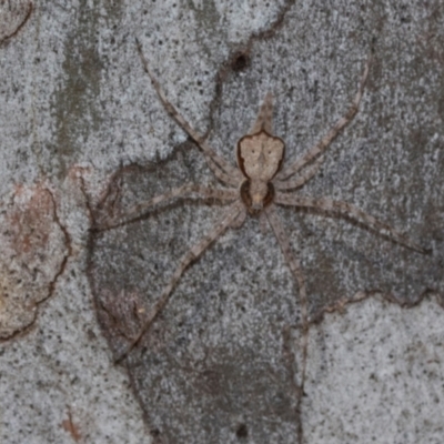 Tamopsis sp. (genus) (Two-tailed spider) at Higgins, ACT - 1 Apr 2024 by AlisonMilton