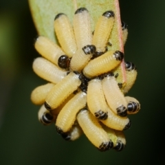 Paropsisterna cloelia (Eucalyptus variegated beetle) at WendyM's farm at Freshwater Ck. - 9 Feb 2023 by WendyEM