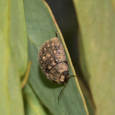 Trachymela sp. (genus) (Brown button beetle) at Higgins Woodland - 1 Apr 2024 by AlisonMilton