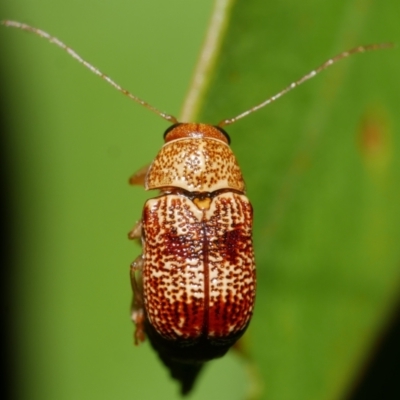 Chrysomelidae sp. (family) at Freshwater Creek, VIC - 9 Feb 2023 by WendyEM