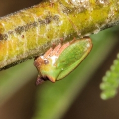 Sextius virescens (Acacia horned treehopper) at Cantor Crescent Woodland, Higgins - 1 Apr 2024 by AlisonMilton