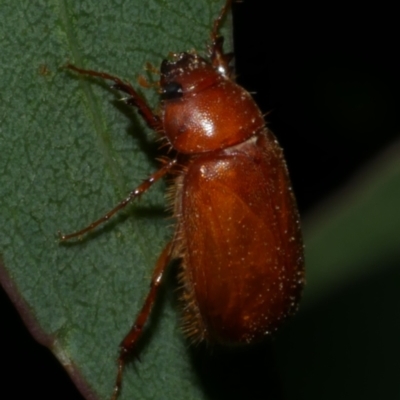 Colpochila sp. at Freshwater Creek, VIC - 9 Feb 2023 by WendyEM