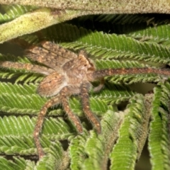 Isopeda or Isopedella sp. (genus) (Huntsman) at Cantor Crescent Woodland, Higgins - 1 Apr 2024 by AlisonMilton