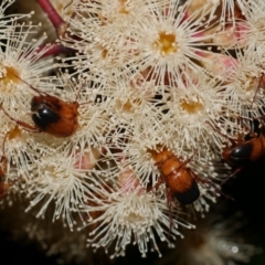 Phyllotocus macleayi (Nectar scarab) at Freshwater Creek, VIC - 9 Feb 2023 by WendyEM