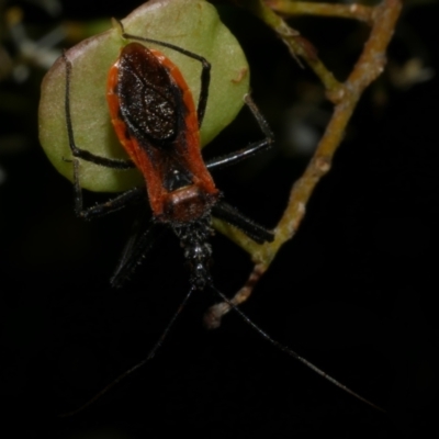 Gminatus australis (Orange assassin bug) at Freshwater Creek, VIC - 9 Feb 2023 by WendyEM