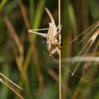 Conocephalus sp. (genus) at Freshwater Creek, VIC - 9 Feb 2023 by WendyEM