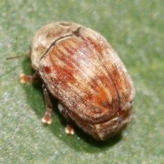 Unidentified Leaf beetle (Chrysomelidae) at WendyM's farm at Freshwater Ck. - 10 Feb 2023 by WendyEM