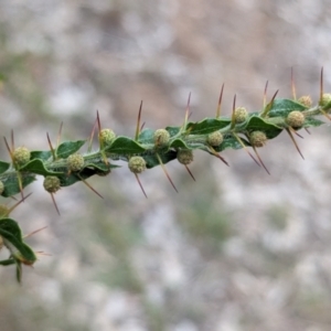 Acacia paradoxa at Livingstone National Park - 9 Jun 2024