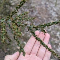 Acacia paradoxa at Livingstone National Park - 9 Jun 2024