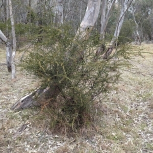 Acacia paradoxa at Livingstone National Park - 9 Jun 2024