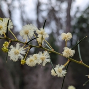 Acacia genistifolia at Livingstone National Park - 9 Jun 2024