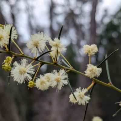 Acacia genistifolia (Early Wattle) at Big Springs, NSW - 8 Jun 2024 by Darcy