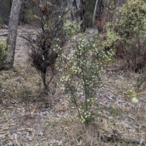 Acacia genistifolia at Livingstone National Park - 9 Jun 2024