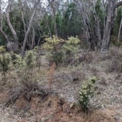 Acacia genistifolia at Livingstone National Park - 9 Jun 2024