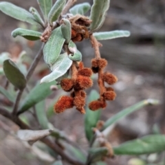 Grevillea floribunda (Seven Dwarfs Grevillea, Rusty Spider Flower) at Livingstone National Park - 9 Jun 2024 by Darcy