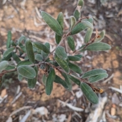 Grevillea floribunda at Livingstone National Park - 9 Jun 2024