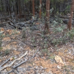 Grevillea floribunda at Livingstone National Park - 9 Jun 2024 09:56 AM