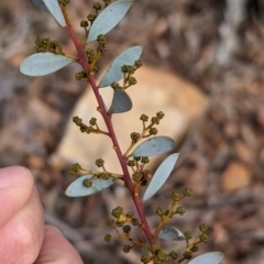 Acacia buxifolia subsp. buxifolia (Box-leaf Wattle) at Livingstone National Park - 8 Jun 2024 by Darcy