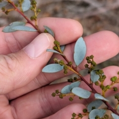 Acacia buxifolia subsp. buxifolia at Livingstone National Park - 9 Jun 2024