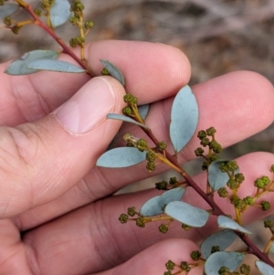 Acacia buxifolia subsp. buxifolia at Livingstone National Park - 9 Jun 2024