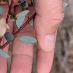 Acacia buxifolia subsp. buxifolia at Livingstone National Park - 9 Jun 2024