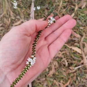 Epacris microphylla at Monga National Park - 30 May 2024