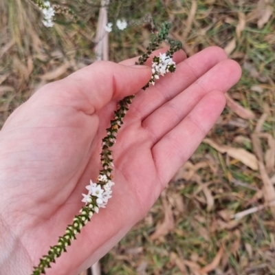 Epacris microphylla (Coral Heath) at Monga National Park - 30 May 2024 by clarehoneydove