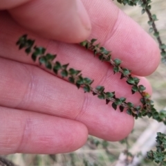 Epacris microphylla at Monga National Park - 30 May 2024