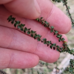 Epacris microphylla at Monga National Park - 30 May 2024