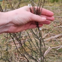 Epacris microphylla at Monga National Park - 30 May 2024