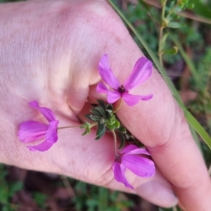 Tetratheca thymifolia at Monga National Park - 30 May 2024