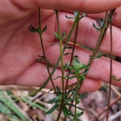 Tetratheca thymifolia at Monga National Park - 30 May 2024