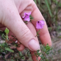 Tetratheca thymifolia at Monga National Park - 30 May 2024