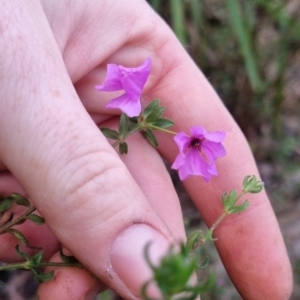 Tetratheca thymifolia at Monga National Park - 30 May 2024