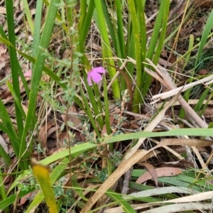 Tetratheca thymifolia at Monga National Park - 30 May 2024