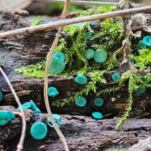 Chlorociboria at Gundaroo, NSW - 11 Jun 2024