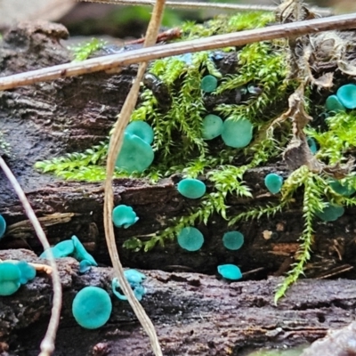 Chlorociboria (An elfcup fungus) at Gundaroo, NSW - 11 Jun 2024 by justinpurtle