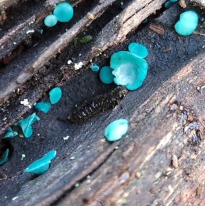 Chlorociboria at Gundaroo, NSW - 11 Jun 2024