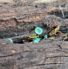 Chlorociboria at Gundaroo, NSW - 11 Jun 2024