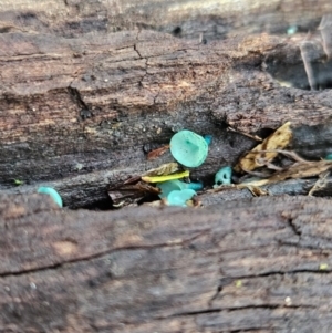 Chlorociboria at Gundaroo, NSW - 11 Jun 2024