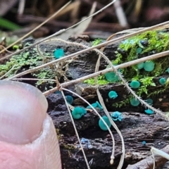 Chlorociboria at Gundaroo, NSW - 11 Jun 2024