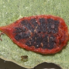 Monophlebulus sp. (genus) by TimL