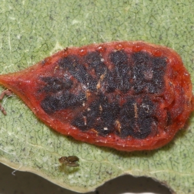 Monophlebulus sp. (genus) at Lawson, ACT - 7 Jun 2024 by TimL