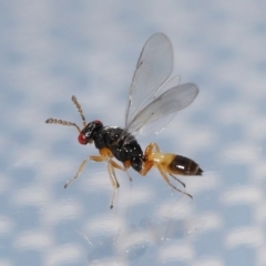 Unidentified Parasitic wasp (numerous families) at Lawson, ACT - 7 Jun 2024 by TimL