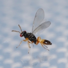 Eulophidae (family) (Eulophid Wasp) at Lawson, ACT - 7 Jun 2024 by TimL