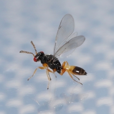 Unidentified Parasitic wasp (numerous families) at Lawson, ACT - 7 Jun 2024 by TimL