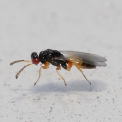 Eulophidae (family) at suppressed - 7 Jun 2024